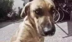 热点爆料搞笑视频狗狗,萌宠界的“喜剧之王”