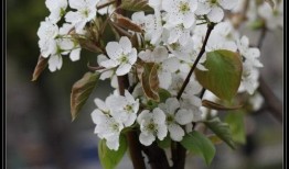 梨花吃瓜日记免费观看,免费观看，揭秘娱乐圈幕后故事