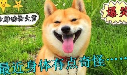 热点爆料搞笑视频狗狗,萌宠界的“喜剧之王”