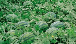 呼市大学免费吃瓜的群,夏日清凉福利大放送！”