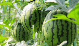 吃瓜群众免费吃瓜网站有哪些,让你轻松成为娱乐圈知情者