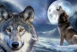 狼来了电影在线观看,揭秘惊悚悬疑背后的真相