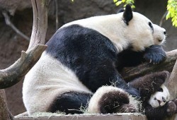 娱乐吃瓜酱大熊猫生气,萌态十足吃瓜酱娱乐