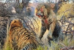 王庄爆料二虎是谁啊最新消息,二虎最新动向揭秘，热点事件追踪