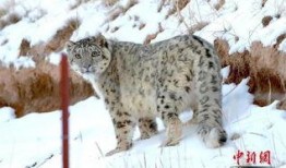 雪豹文章版在线观看,在线重温传奇雪豹的惊险历程