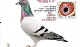 李诞最新爆料信鸽视频,一场跨越千里的神秘之旅