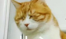 爆料主播大哥视频大全最新,视频大全中的精彩瞬间与幕后故事