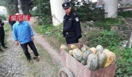 礼县吃瓜网红事件视频播放,视频播放引发全网热议