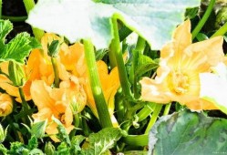 爱娱乐的吃瓜花,揭秘娱乐圈幕后故事