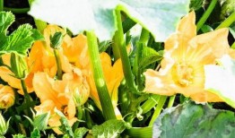 爱娱乐的吃瓜花,揭秘娱乐圈幕后故事