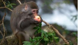 猴吃瓜背景视频下载免费,趣味横生的自然奇观揭秘