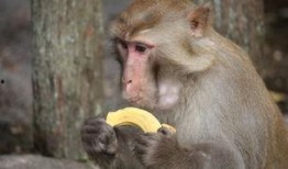 猴吃瓜背景视频下载免费,趣味横生的自然奇观揭秘