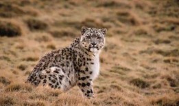 雪豹文章版在线观看,在线重温传奇雪豹的惊险历程